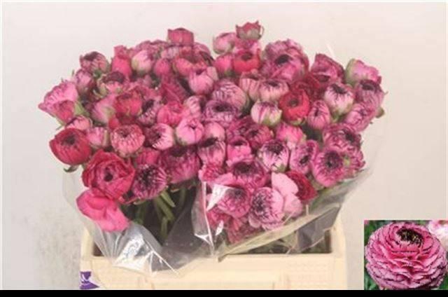 <h4>RAN EL PINK STRIPES</h4>