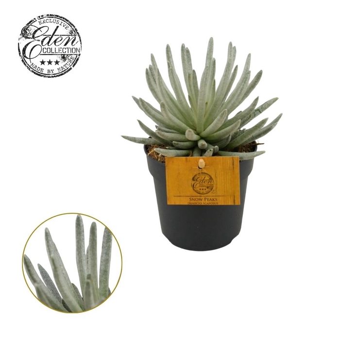 <h4>Senecio Scaposus 10,5cm</h4>