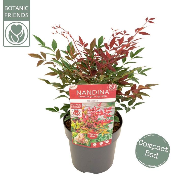 <h4>Nandina domestica Obsessed</h4>