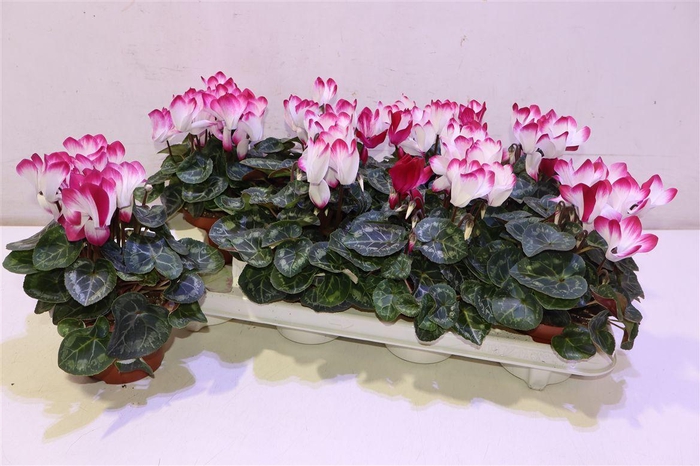 <h4>arr8 Cycl Md Indiaka Purple White</h4>