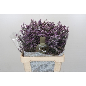 Limonium Safora Lilac