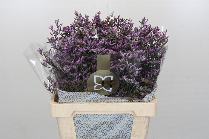 <h4>Limonium Safora Lilac</h4>