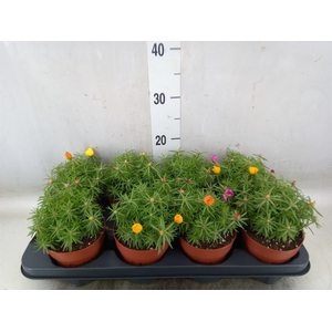 Portulaca   ...mix in pot