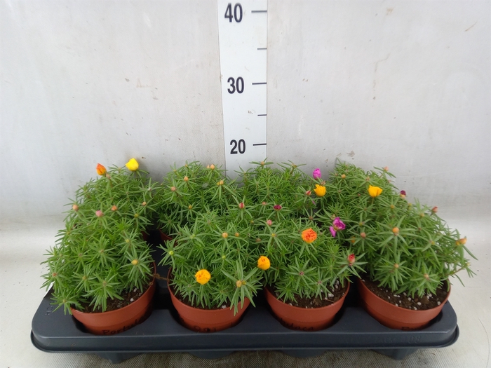 <h4>Portulaca   ...mix in pot</h4>