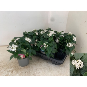 PENT STARCLUSTER WHI