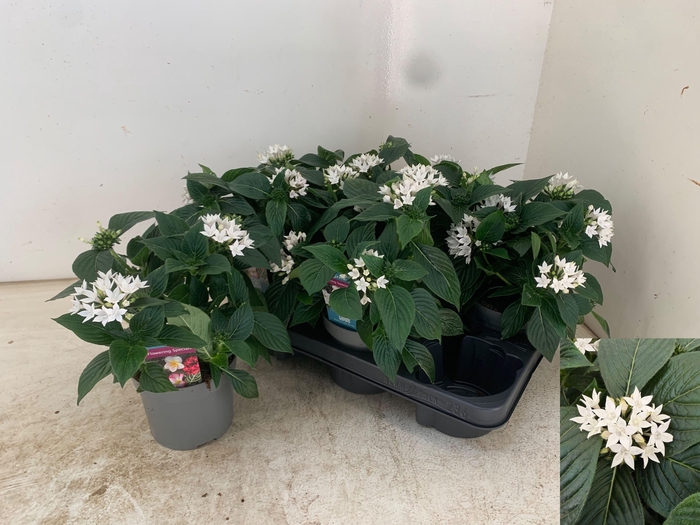 <h4>PENT STARCLUSTER WHI</h4>