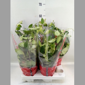 Aeschynanthus  'Mona Lisa'