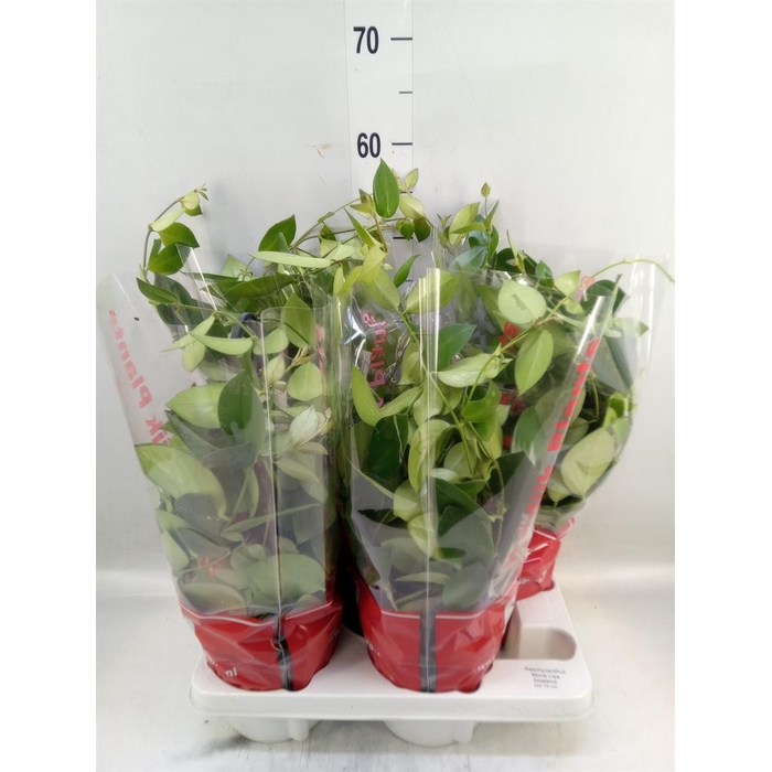 <h4>Aeschynanthus  'Mona Lisa'</h4>