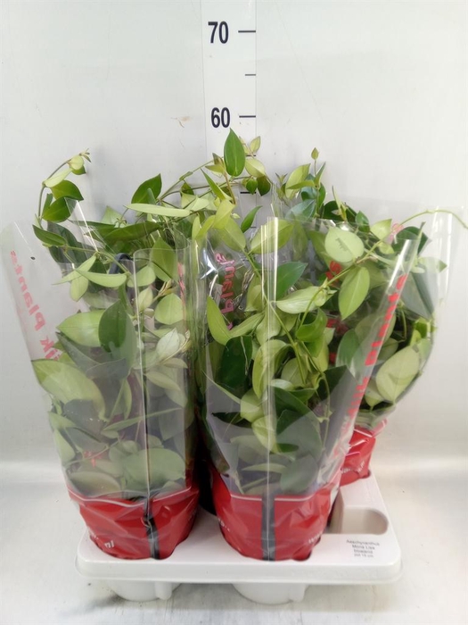 <h4>Aeschynanthus  'Mona Lisa'</h4>