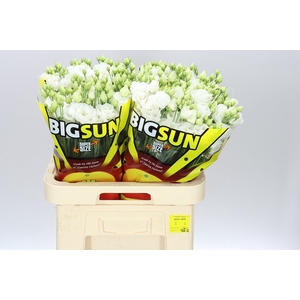 Eust Big Sun Allisa Pure White Ex