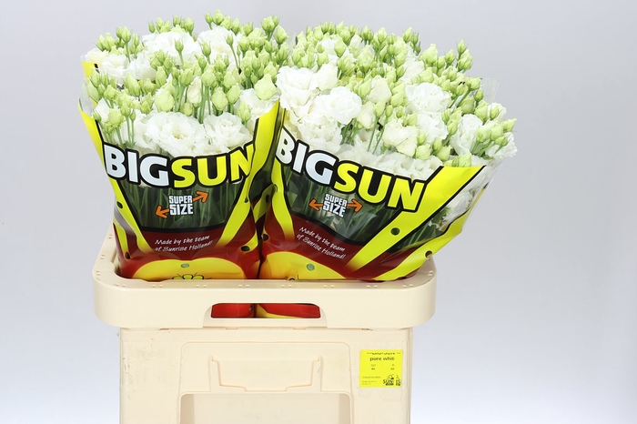 <h4>Eust Big Sun Allisa Pure White Ex</h4>