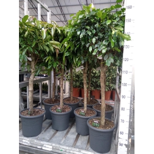 Ficus binn. 'Amstel King'