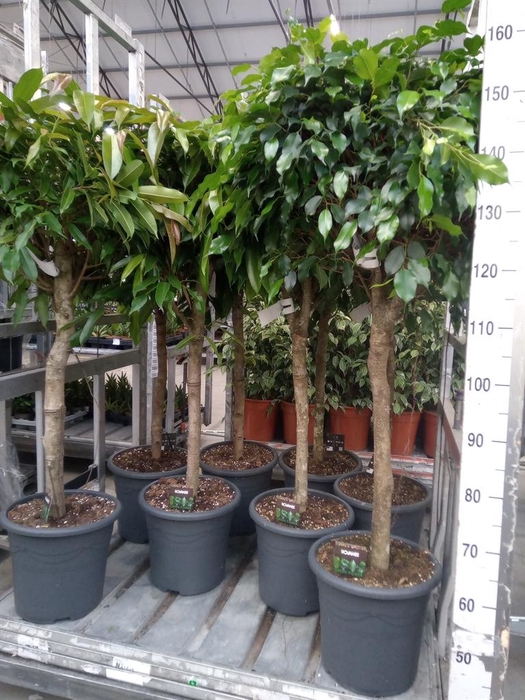 <h4>Ficus binn. 'Amstel King'</h4>