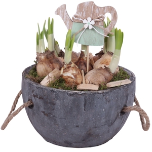 Bulbs Arr. Narcis Ceramic Pot with Rope Handle Ø16cm