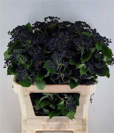 <h4>Vibur Dark Bl Herman</h4>