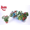 Ro B Monde Gem 7 Srt
