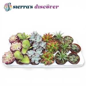 Discover® - Barcelona Succulents Mix (Exclusive)