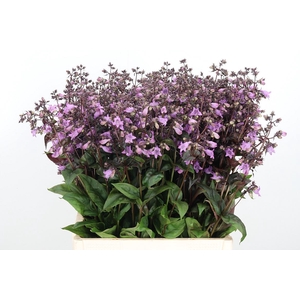 Penstemon Overig