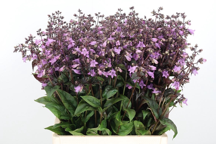 <h4>Penstemon Overig</h4>