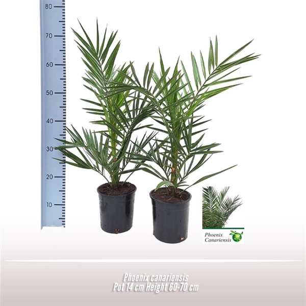 <h4>Phoenix canariensis</h4>