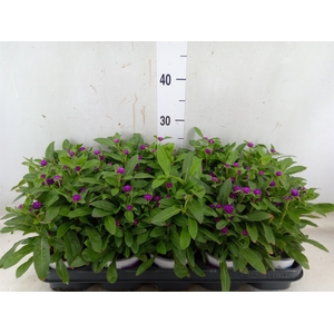 Gomphrena glob. 'Purple Dots'