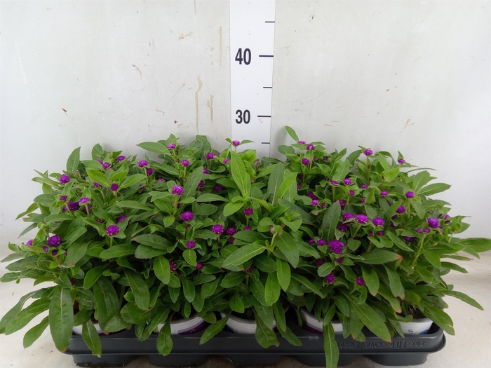 <h4>Gomphrena glob. 'Purple Dots'</h4>
