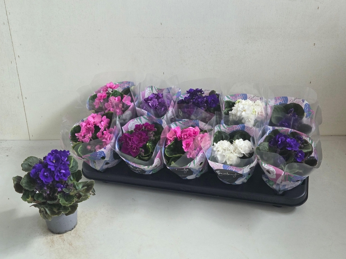 <h4>SAINTP IN ROCOCO GEM</h4>