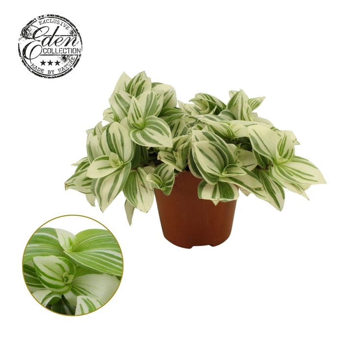 <h4>Tradescantia Brightness P12</h4>