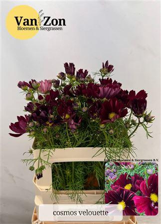 <h4>COSMOS BIPINNATUS</h4>