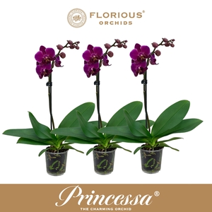 No9 Phalanopsis 1 Tak Paars