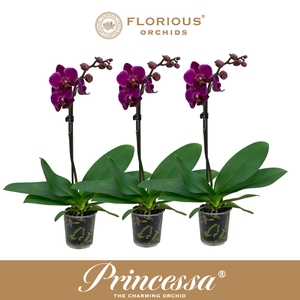 No9 Phalanopsis 1 Tak Paars