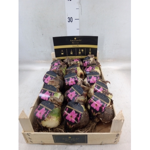 Hippeastrum   ...flowerbulbs