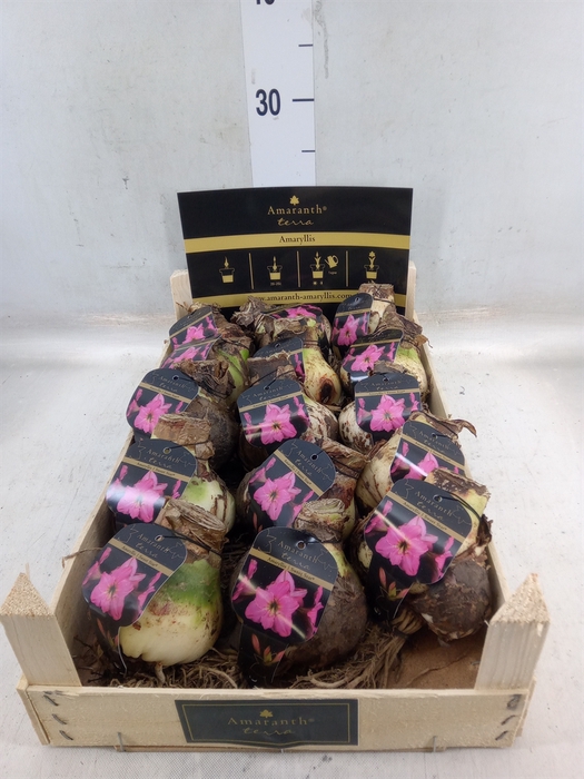 <h4>Hippeastrum   ...flowerbulbs</h4>