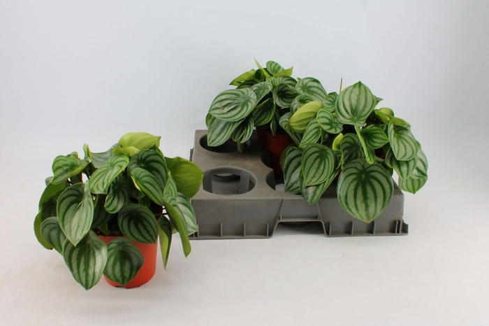 <h4>Peperomia Argyreia 15cm</h4>