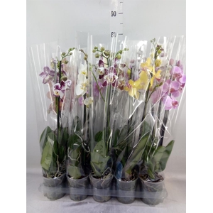 Phalaenopsis   ...mix  5
