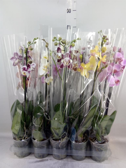 <h4>Phalaenopsis   ...mix  5</h4>