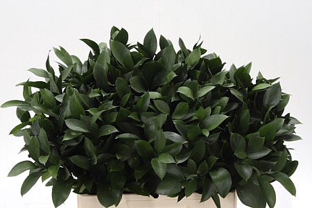 <h4>Dec Ruscus Hypophyllum Grof</h4>