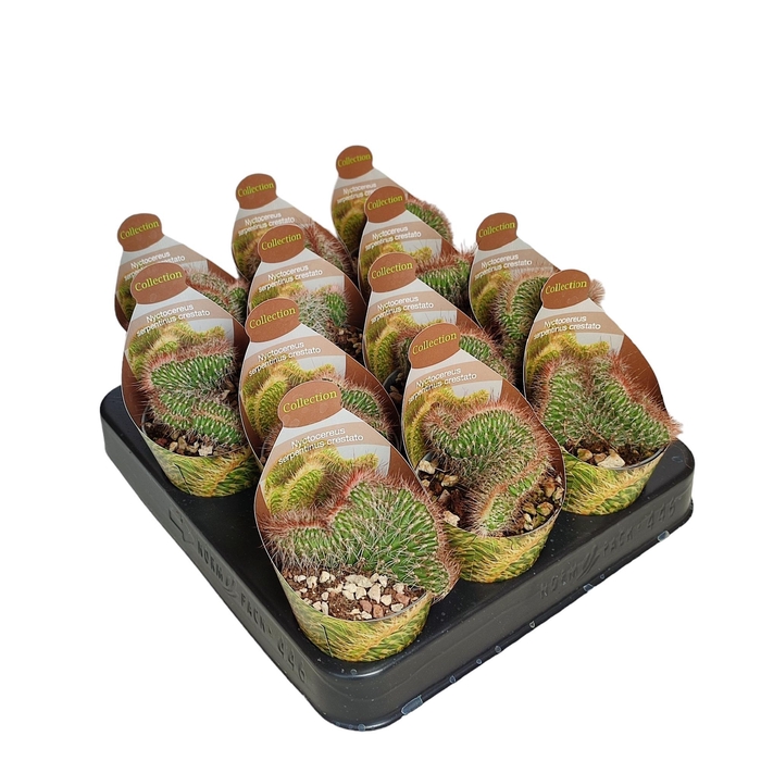 <h4>CACTUS OV</h4>