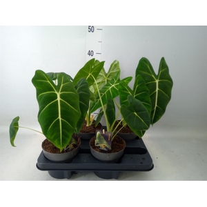 Alocasia   ...