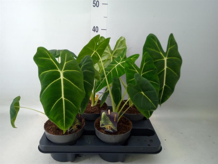 <h4>Alocasia   ...</h4>