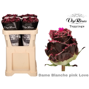 R GR DAME BLANCHE PINK LOVE x30