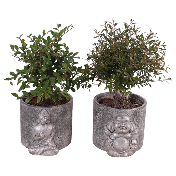 <h4>Bonsai Mix Ball-Shape in ø15cm Concrete Silver Buddha ø 15cm</h4>