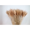 Siergras Miscanthis Abricot Dry