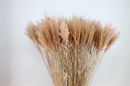 <h4>Siergras Miscanthis Abricot Dry</h4>