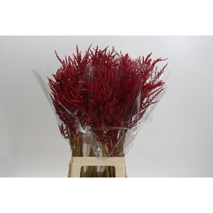 Bromelia Red Paloma