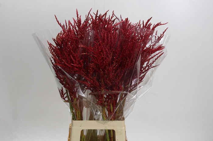 <h4>Bromelia Red Paloma</h4>