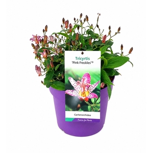Tricyrtis formosana