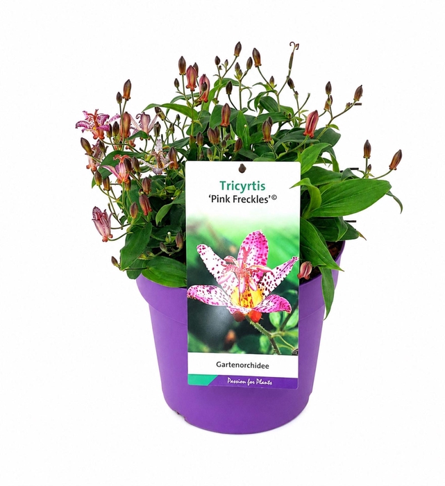 <h4>Tricyrtis formosana</h4>