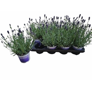 LAVAN ANGUSTIFOLIA