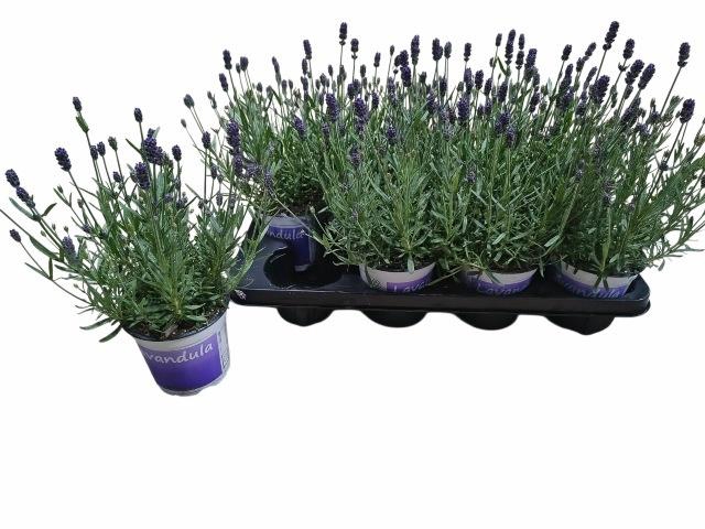 <h4>LAVAN ANGUSTIFOLIA</h4>